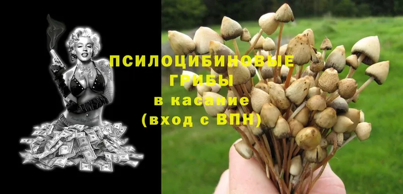 darknet формула  kraken рабочий сайт  Псилоцибиновые грибы Psilocybine cubensis  Валуйки  где купить наркоту 